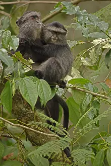 Infant: Stuhlmann's blue monkey, Cercopithecus mitis