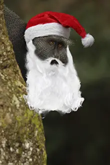 Beards: Stuhlmann's blue monkey, with Father Christmas