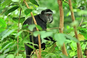 Diademed: Stuhlmann's Blue Monkey / Sykes monkey / Diademed