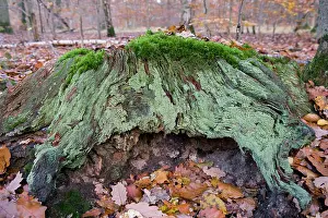 Lichens: Stump - covered with mosses and lichens