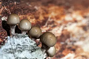 Rotten: Stump Puffball Fungi on rotten wood