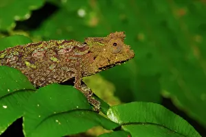 Marojejy: Stump-tailed chameleon