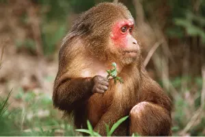 Macaque: STUMP TAILED MACAQUE MONKEY