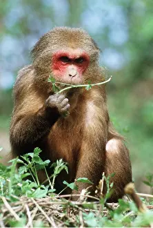 Macaque: Stump-tailed Macaque Monkey - eating