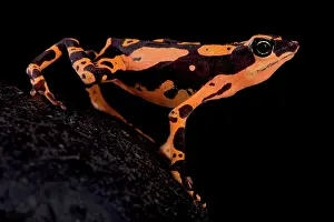 Suriname: Stumpfoot toad (Atelopus hoogmoedi) on black background