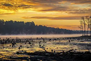 Defences: Stumps protrude from low water in Geiger Lake at sunrise in Paul B