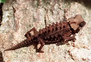 Spines: STUMPTAIL CHAMELEON