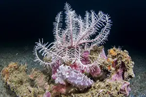 241119: Stumpy cuttlefish (Sepia bandensis) under cover