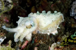Mosque: Stumpy-spined Cuttlefish