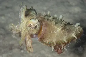 Mabul: Stumpy-spined Cuttlefish