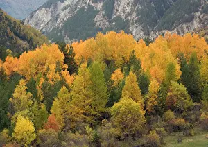 Stunning: Stunning autumn colour in the Ubaye valley, Maritime Alps