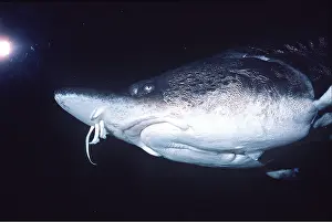 Shows: STURGEON FISH - shows barbels in front of mouth