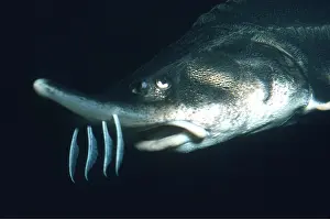 Shows: STURGEON - shows 4 barbels in front of mouth