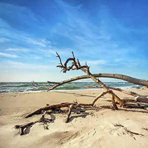 Root: Sturmische Ostsee im Winter, Strand mit entwurzeltem
