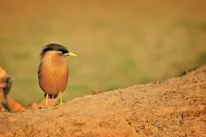 Bharatpur: Sturnus pagodarum Sturnus