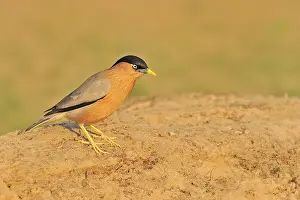 Bharatpur: Sturnus pagodarum Sturnus