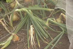 Onions: Sturon onions protected from pests by fine gauze