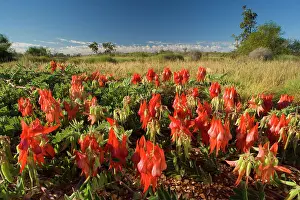 Formosa: Sturt's Desert Pea