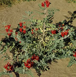 Peas: STURT'S DESERT PEA