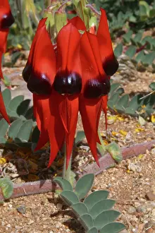 Peas: Sturts Desert Pea