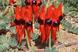 Peas: Sturts Desert Pea