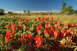 Read: Sturt's Desert Pea - brightly red coloured blossoms