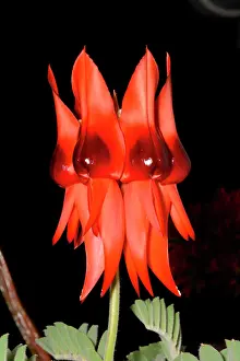 Peas: Sturts Desert Pea (Swainsona formosa) on black