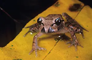 Mixophyes: Stuttering frog