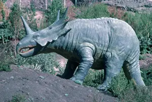 Calgary: Styracosaurus