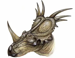 Reconstruction: Styracosaurus
