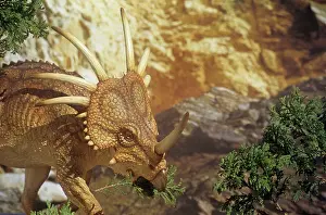 Models: Styracosaurus browsing