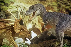 Models: Styracosaurus jousts with an Albertosaurus