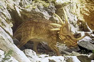 Models: Styracosaurus outside cave retreat