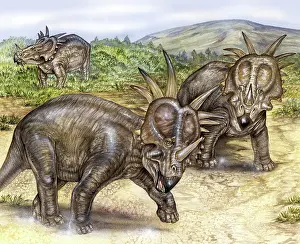 Reconstruction: Styracosaurus using frill