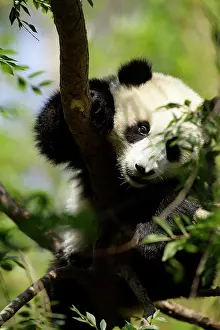 Diego: Su Lin resting at 48lbs Giant Panda (Ailuropoda