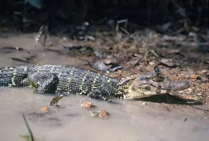 Relationship: Sub-adult Black Caiman