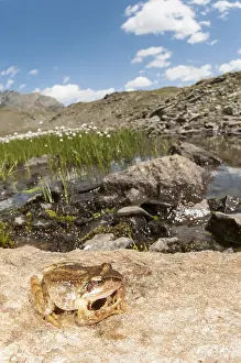 Eriophorum: Sub adult of common frog (Rana temporaria) resting