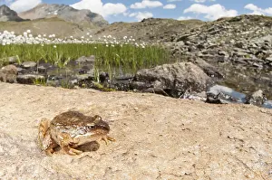 Ranidae: Sub adult of common frog (Rana temporaria) resting