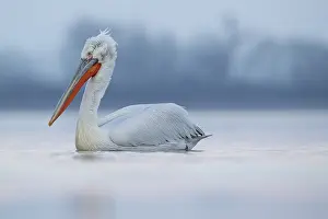 Dalmatian: A sub-adult Dalmatian Pelican (Pelecanus crispus)