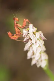 Mantis: Sub adult female of European dwarf mantis (Ameles