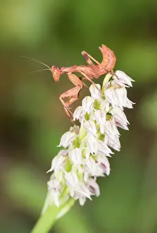 Mantis: Sub adult female of European dwarf mantis (Ameles