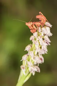 Descending: Sub adult female of European dwarf mantis (Ameles spallanzan