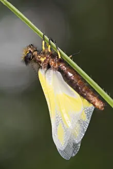 Lifecycles: Sub adult female of owly sulphur (Libelloides coccajus)