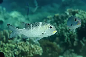 Bream: Sub-adult Humpnose Bigeye Bream