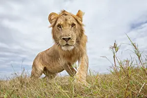 Fear: Sub-adult male Lion (Panthera leo) walking
