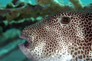 Arothron: Sub-adult Star Puffer Seraya shore dive, Bali, Indonesia