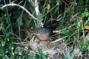 R T Smith: Sub-alpine Warbler - in nest
