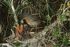Begging: SUB ALPINE WARBLER - at nest, feeding young with