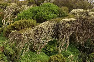 Mystical: Sub-antarctic Auckland Islands group, Enderby