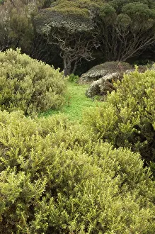 Mystical: Sub-antarctic Auckland Islands group, Enderby
